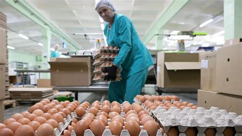  Влияние этой проблемы на производство яиц и мяса 