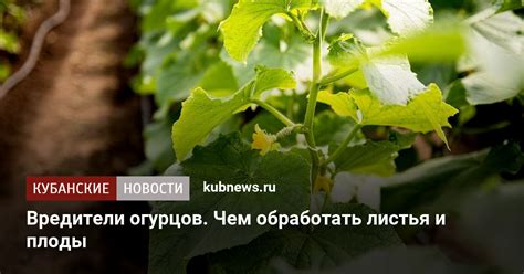  Воздействие вредителей 