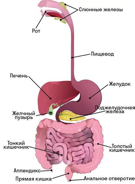 Вред для пищеварительной системы