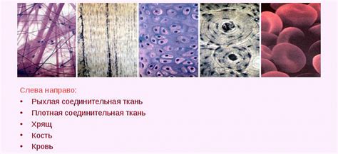 Особенности структуры ткани