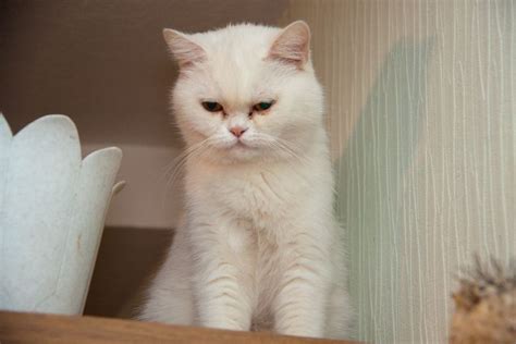 Причины скворцов, залетающих в дом, и что с этим делать