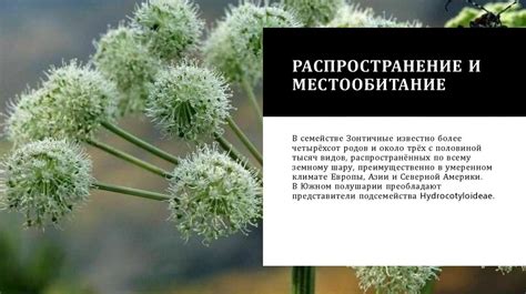 Распространение и местообитание вереска и можжевельника