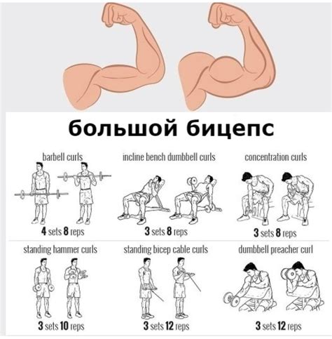 Тренировка для бицепсов: качания гантелей на бицепсе