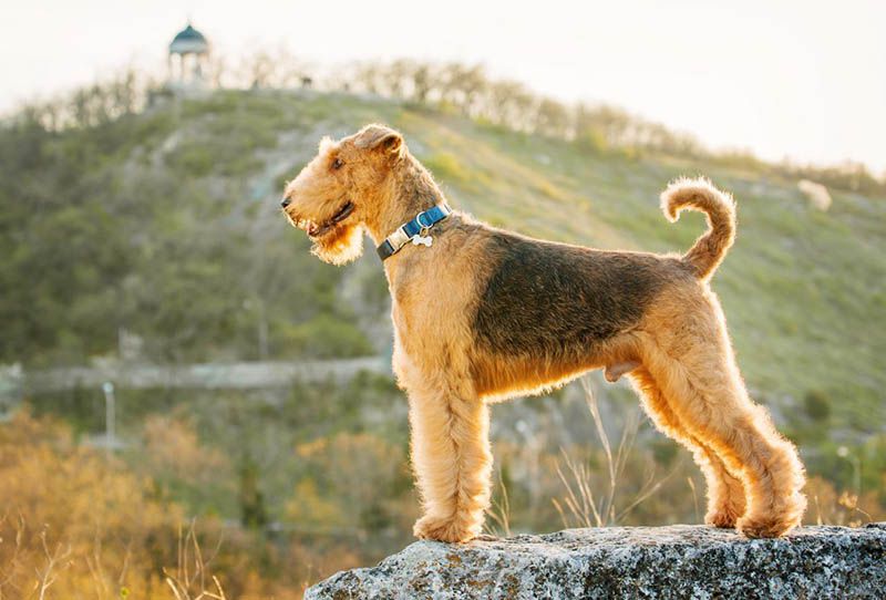 Эрдельтерьер