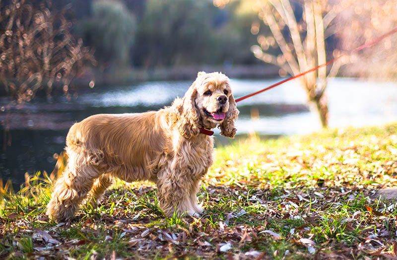 кокер-спаниель