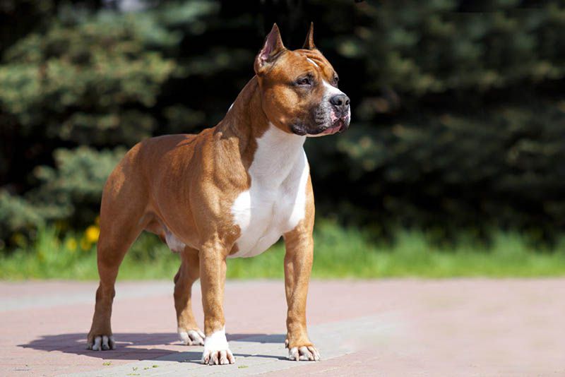 Американский стаффордширский терьер