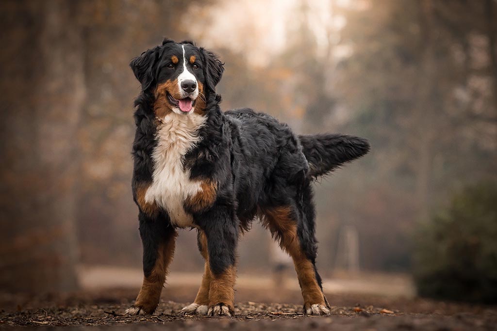 Бернский зенненхунд