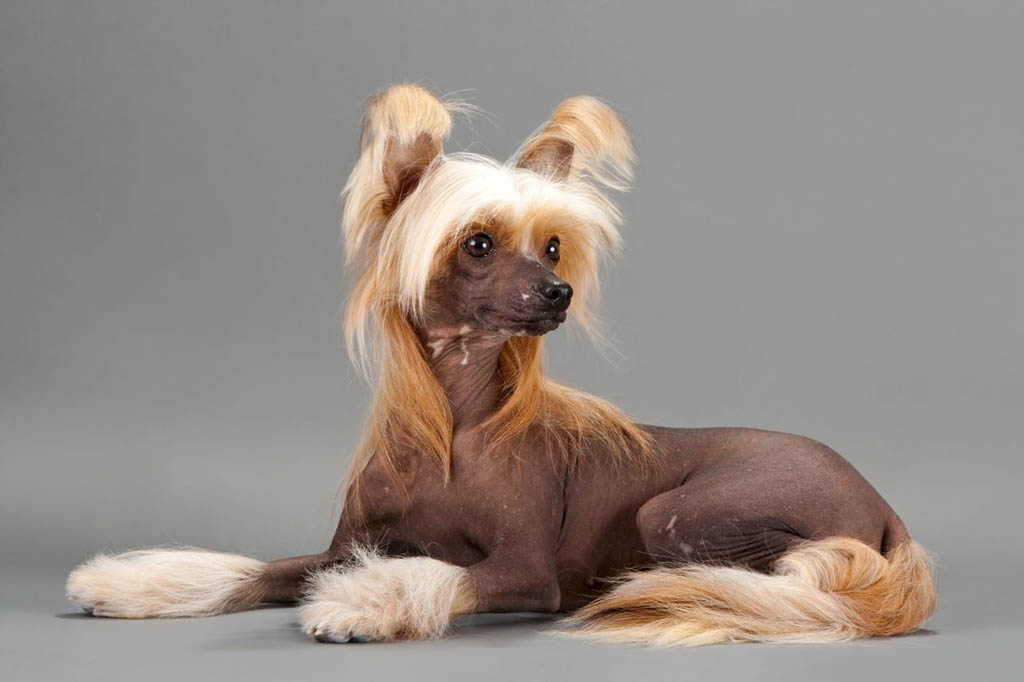 Китайская хохлатая собака