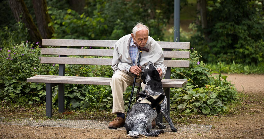 собаки подходящих пожилым людям