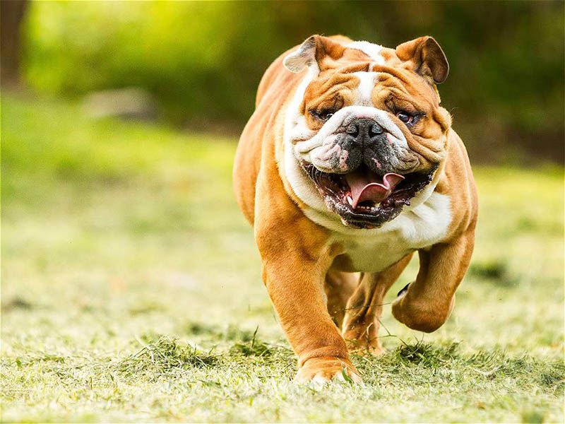 Английский бульдог