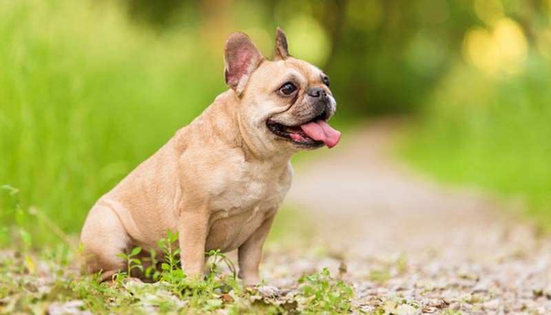 Французский бульдог
