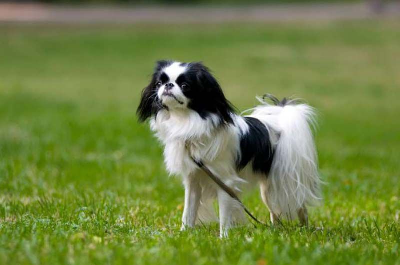 Японский хин