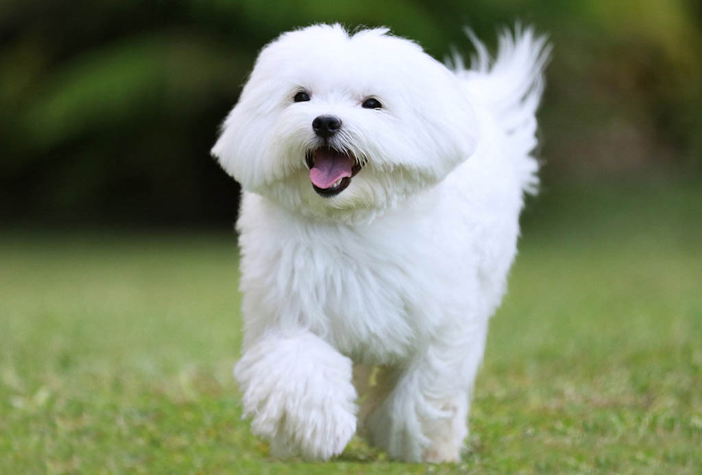 мальтийская болонка