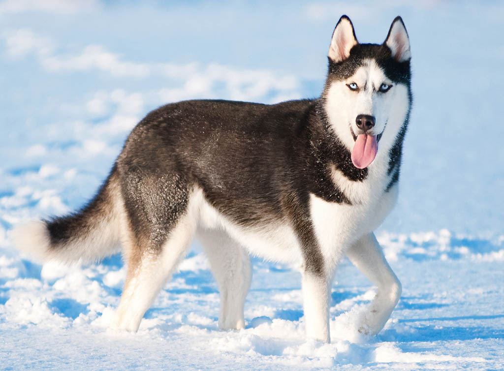 Сибирский хаски