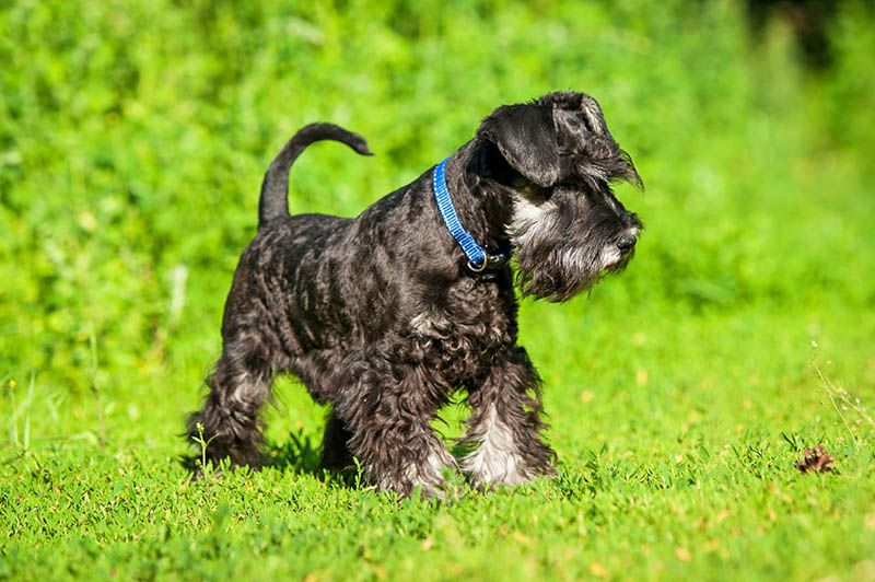 Миттельшнауцер