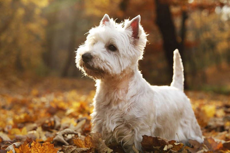Вест-хайленд-уайт-терьер