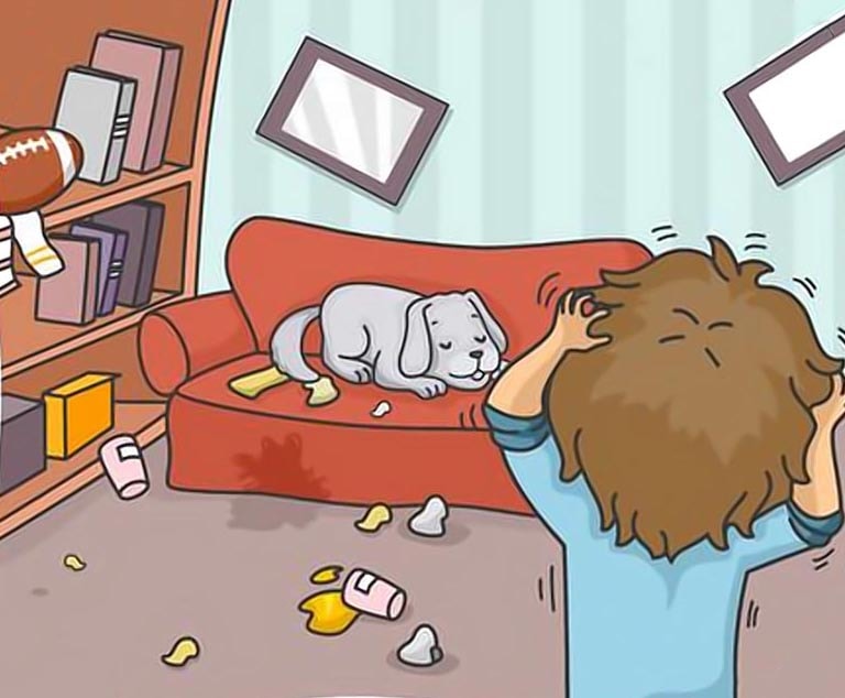 Сложности содержания собаки