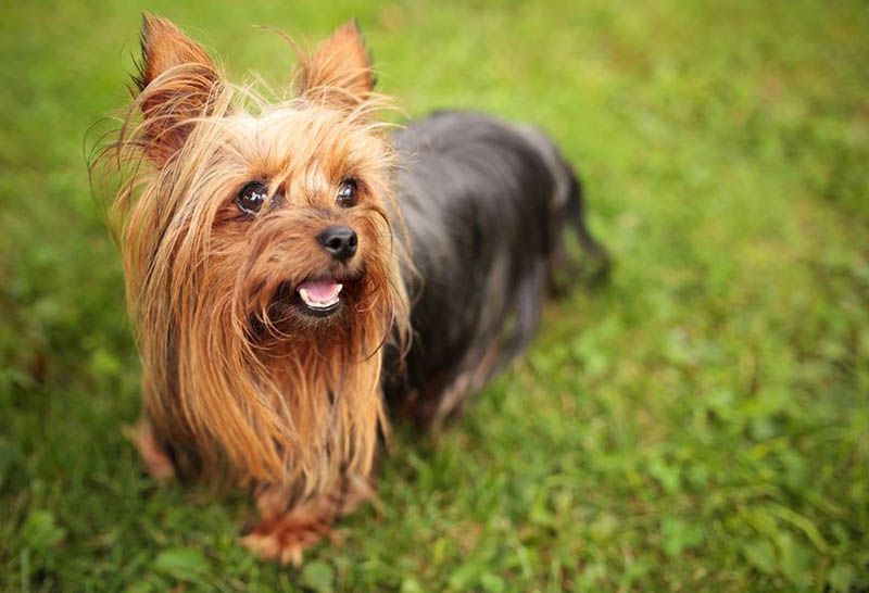 Йоркширский терьер
