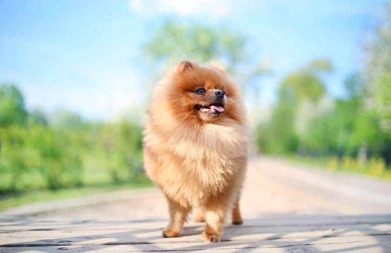 Померанский шпиц