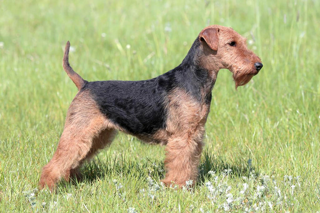 Вельштерьер