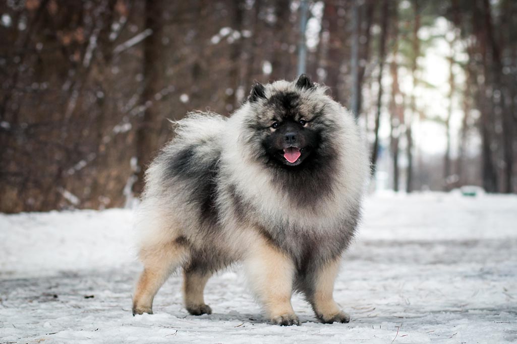 Кеесхонд (вольф-шпиц)