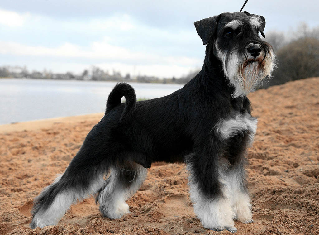 Мини-шнауцер