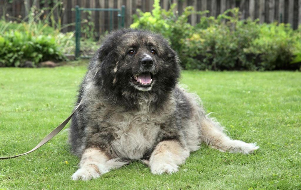 Кавказская овчарка