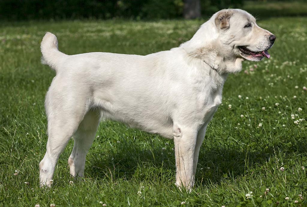 Среднеазиатская овчарка (САО)