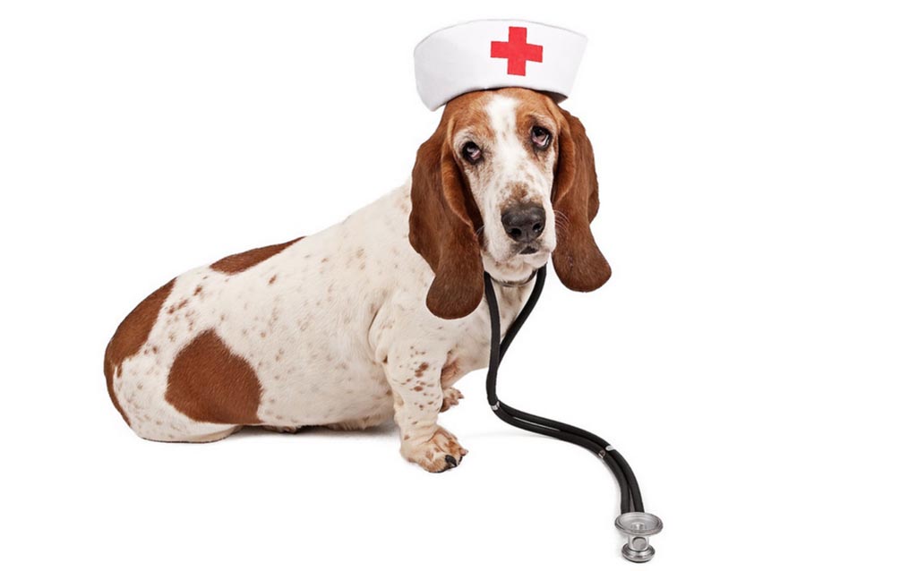Пес – лекарь