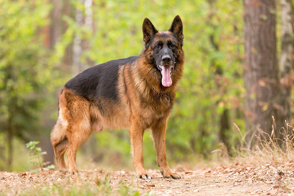 Немецкая овчарка