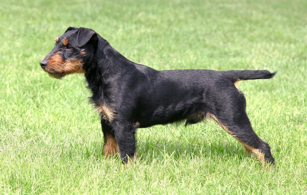 Немецкий ягдтерьер