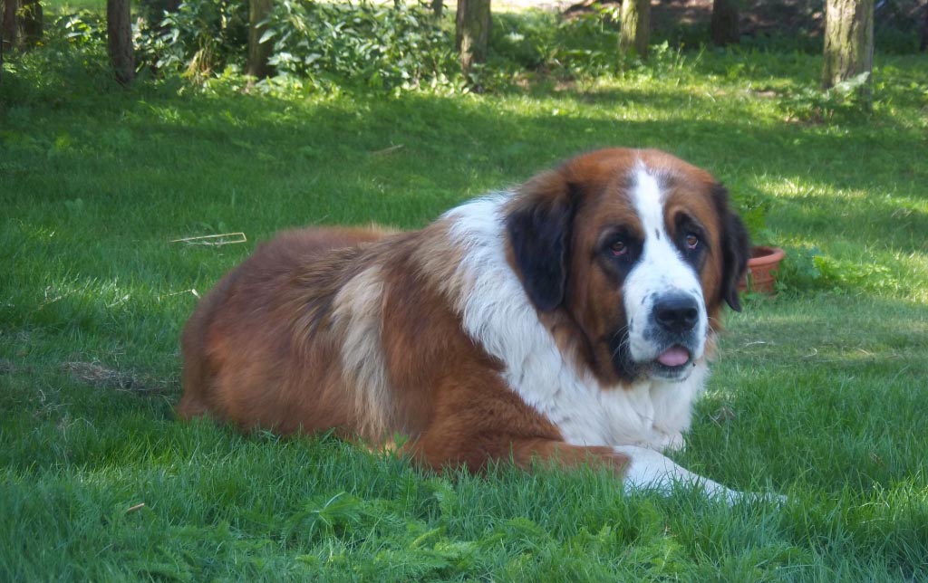 Московская сторожевая