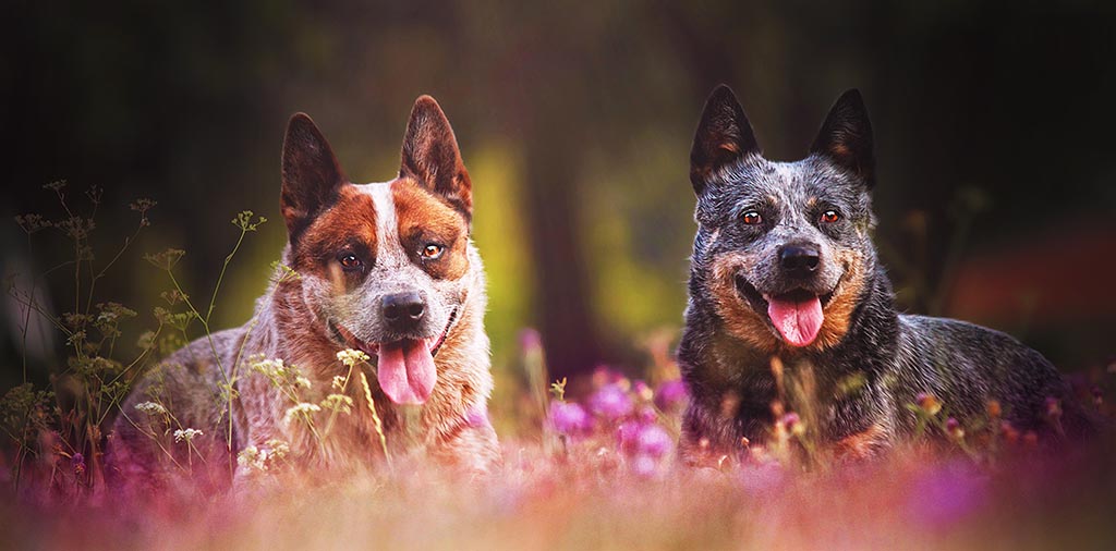 кобель или сука