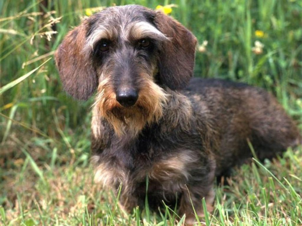 Жесткошерстная такса