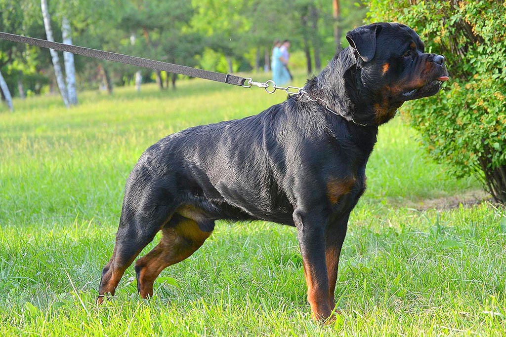 Ротвейлер